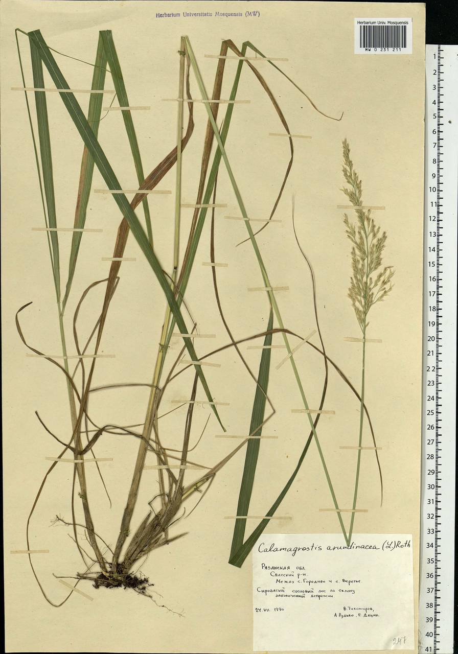 Calamagrostis arundinacea (L.) Roth, Eastern Europe, Central region (E4) (Russia)