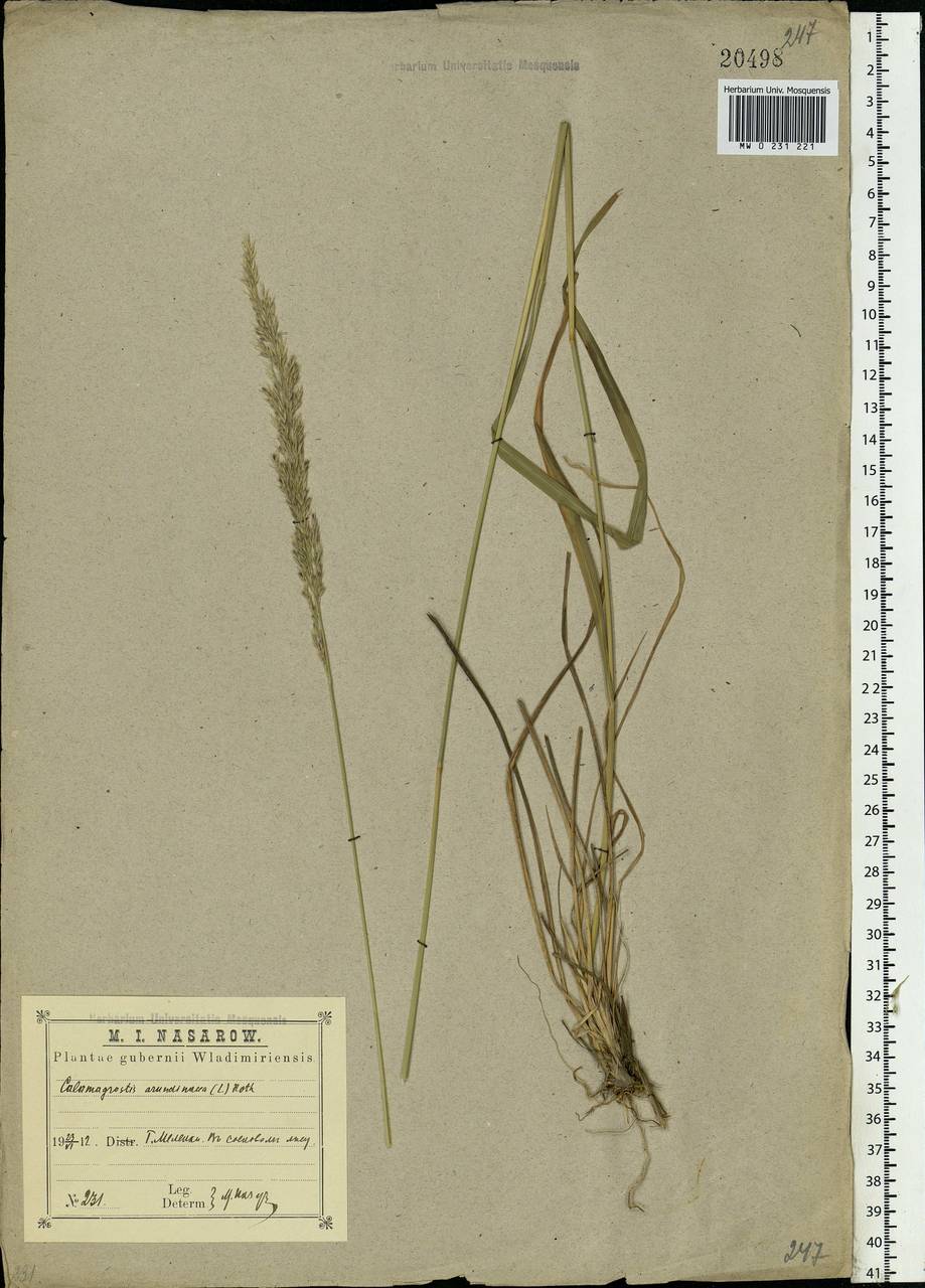 Calamagrostis arundinacea (L.) Roth, Eastern Europe, Central region (E4) (Russia)