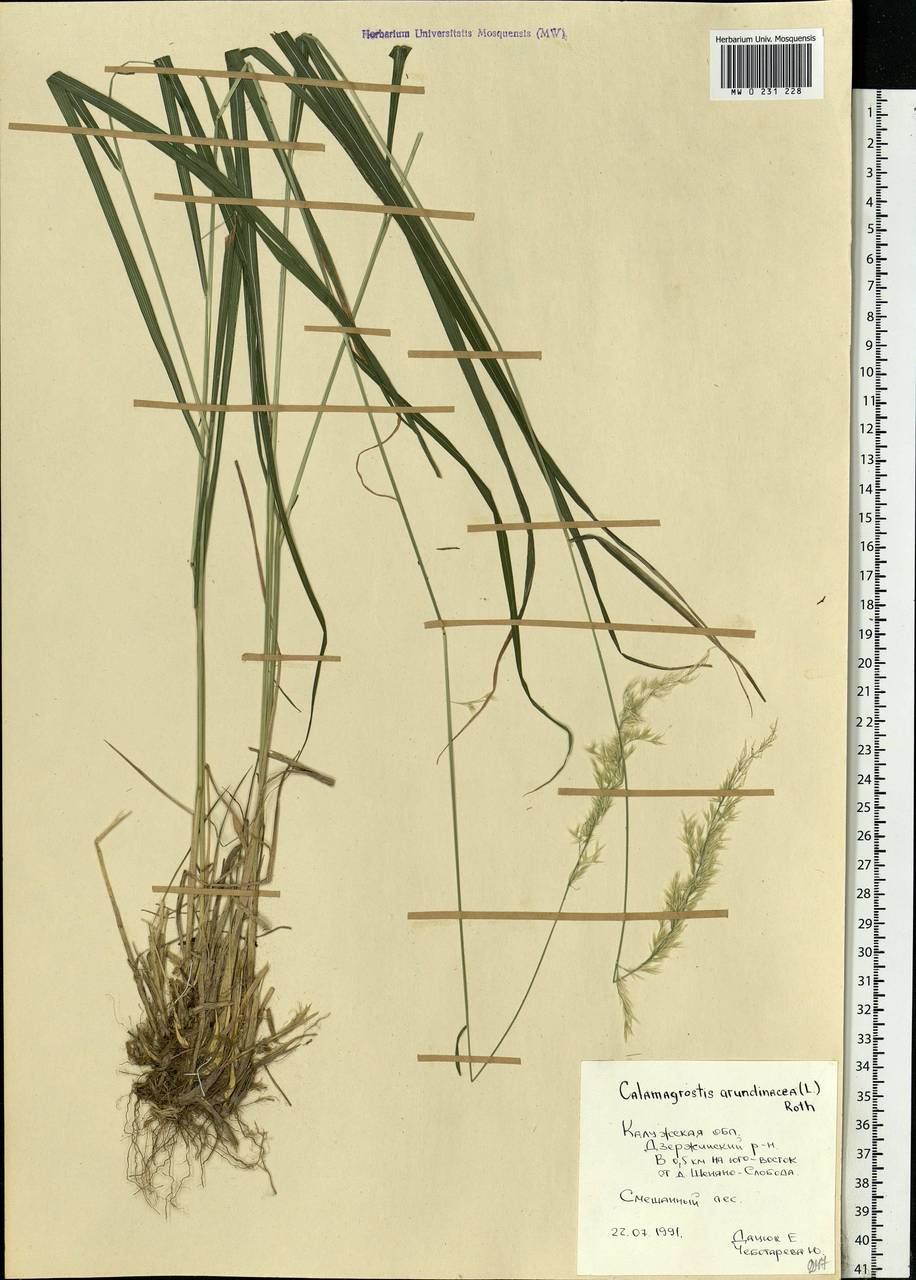 Calamagrostis arundinacea (L.) Roth, Eastern Europe, Central region (E4) (Russia)