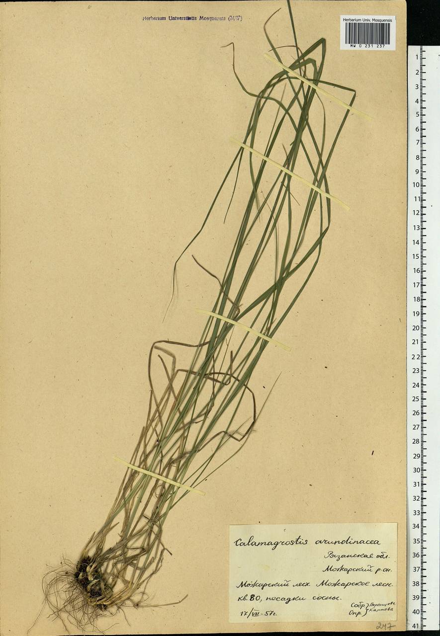Calamagrostis arundinacea (L.) Roth, Eastern Europe, Central region (E4) (Russia)