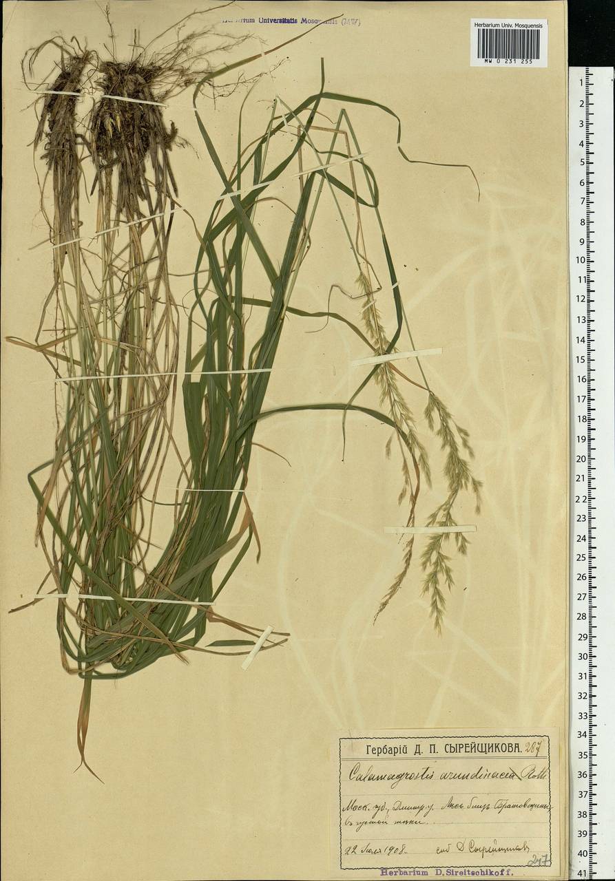 Calamagrostis arundinacea (L.) Roth, Eastern Europe, Moscow region (E4a) (Russia)