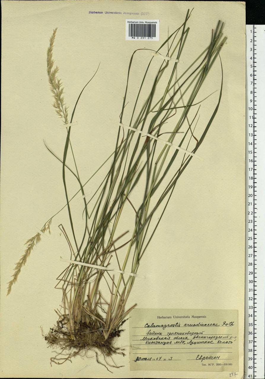 Calamagrostis arundinacea (L.) Roth, Eastern Europe, Moscow region (E4a) (Russia)