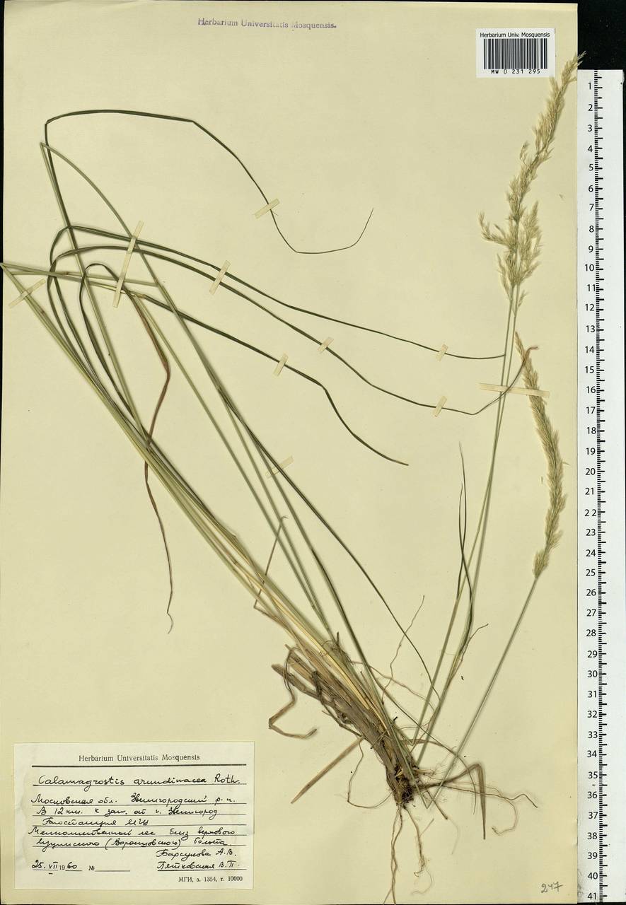 Calamagrostis arundinacea (L.) Roth, Eastern Europe, Moscow region (E4a) (Russia)