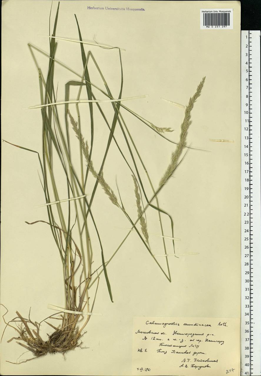 Calamagrostis arundinacea (L.) Roth, Eastern Europe, Moscow region (E4a) (Russia)