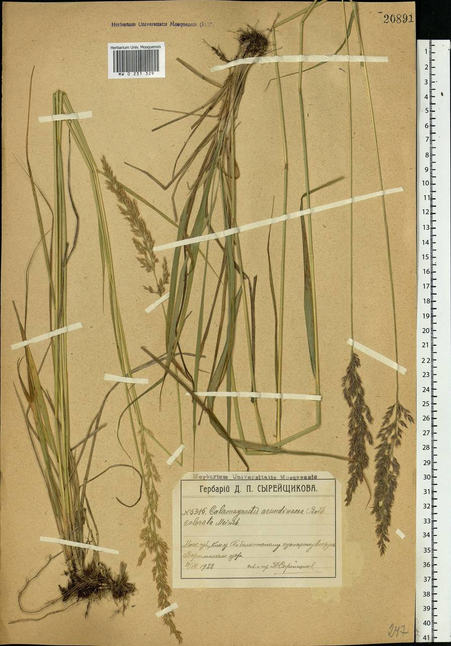 Calamagrostis arundinacea (L.) Roth, Eastern Europe, Moscow region (E4a) (Russia)