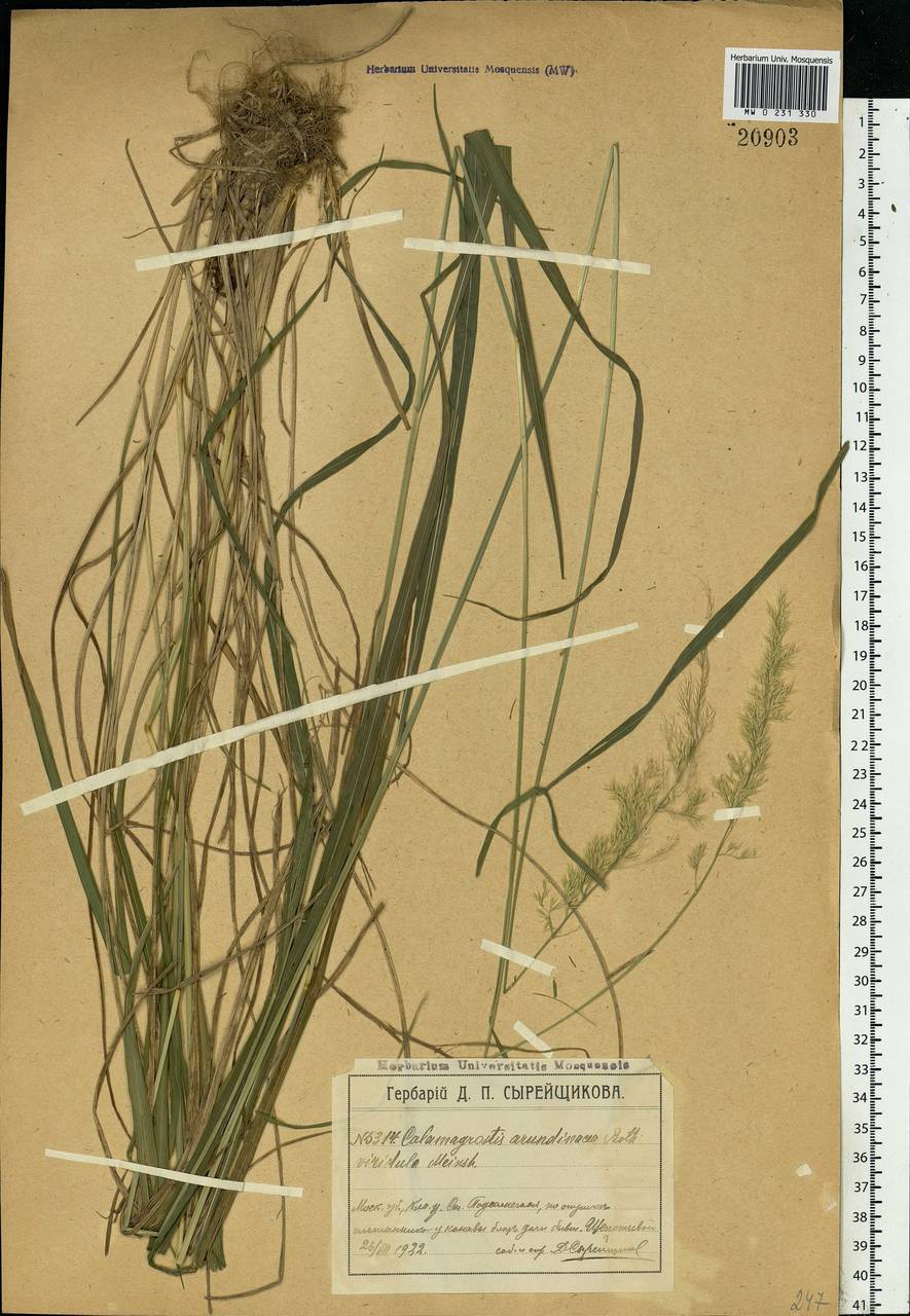 Calamagrostis arundinacea (L.) Roth, Eastern Europe, Moscow region (E4a) (Russia)