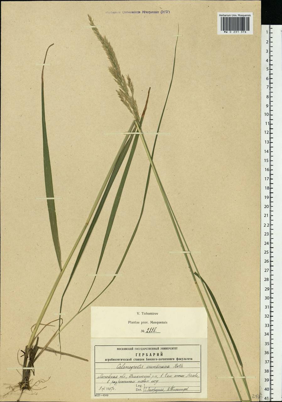 Calamagrostis arundinacea (L.) Roth, Eastern Europe, Moscow region (E4a) (Russia)