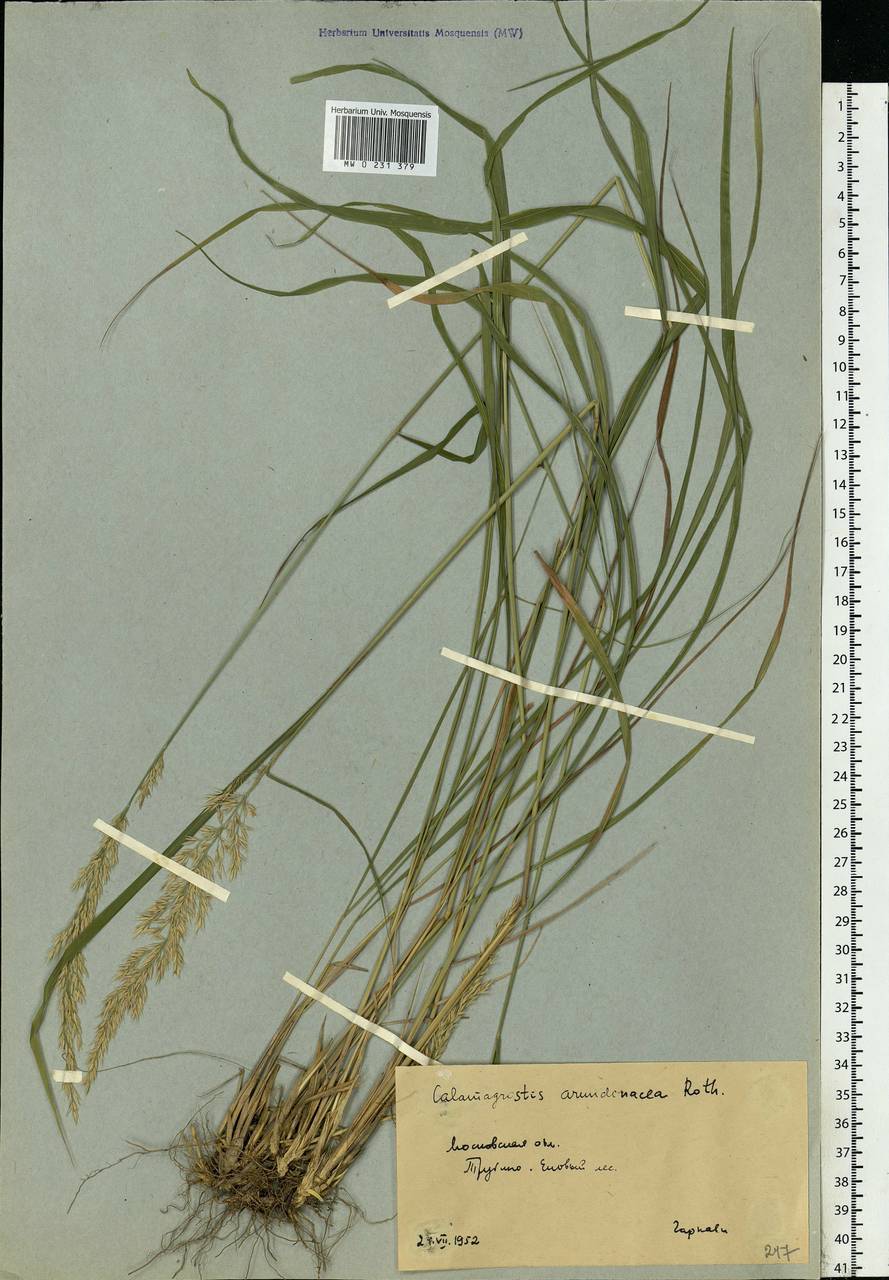 Calamagrostis arundinacea (L.) Roth, Eastern Europe, Moscow region (E4a) (Russia)