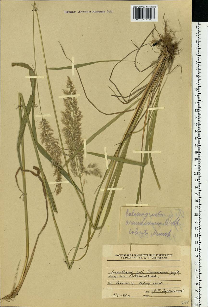 Calamagrostis arundinacea (L.) Roth, Eastern Europe, Moscow region (E4a) (Russia)