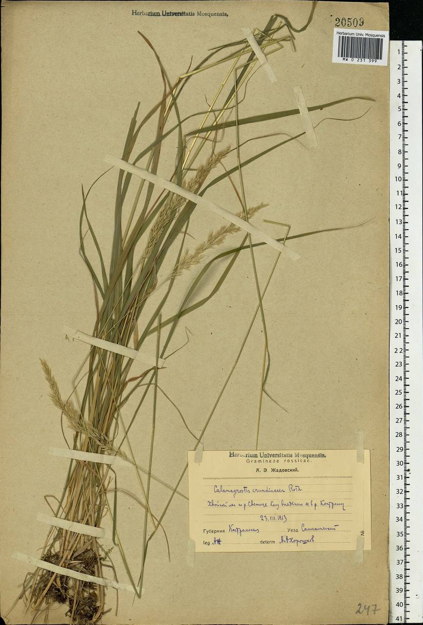 Calamagrostis arundinacea (L.) Roth, Eastern Europe, Central forest region (E5) (Russia)
