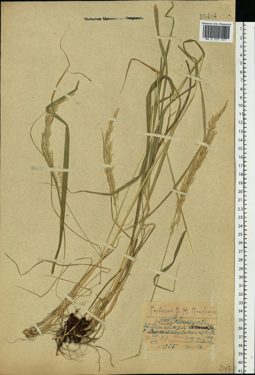 Calamagrostis arundinacea (L.) Roth, Eastern Europe, Central forest region (E5) (Russia)