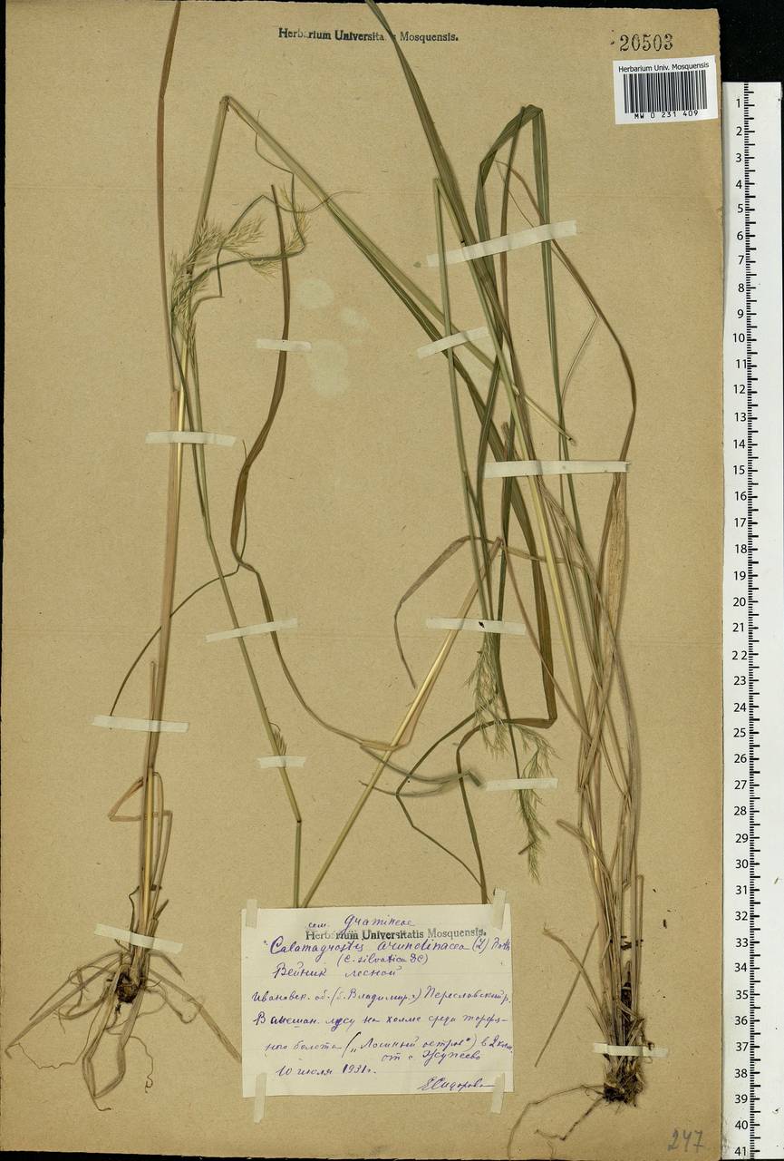 Calamagrostis arundinacea (L.) Roth, Eastern Europe, Central forest region (E5) (Russia)