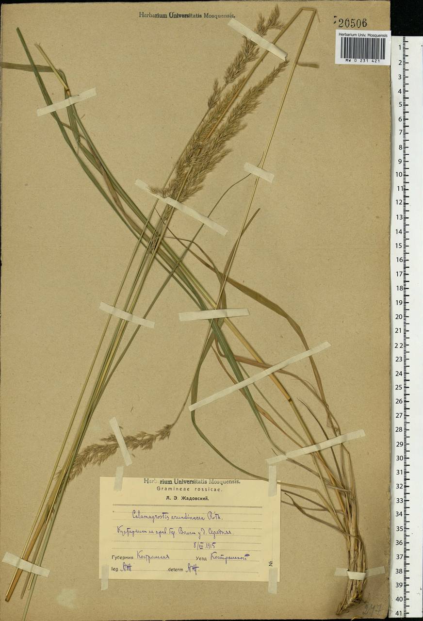 Calamagrostis arundinacea (L.) Roth, Eastern Europe, Central forest region (E5) (Russia)