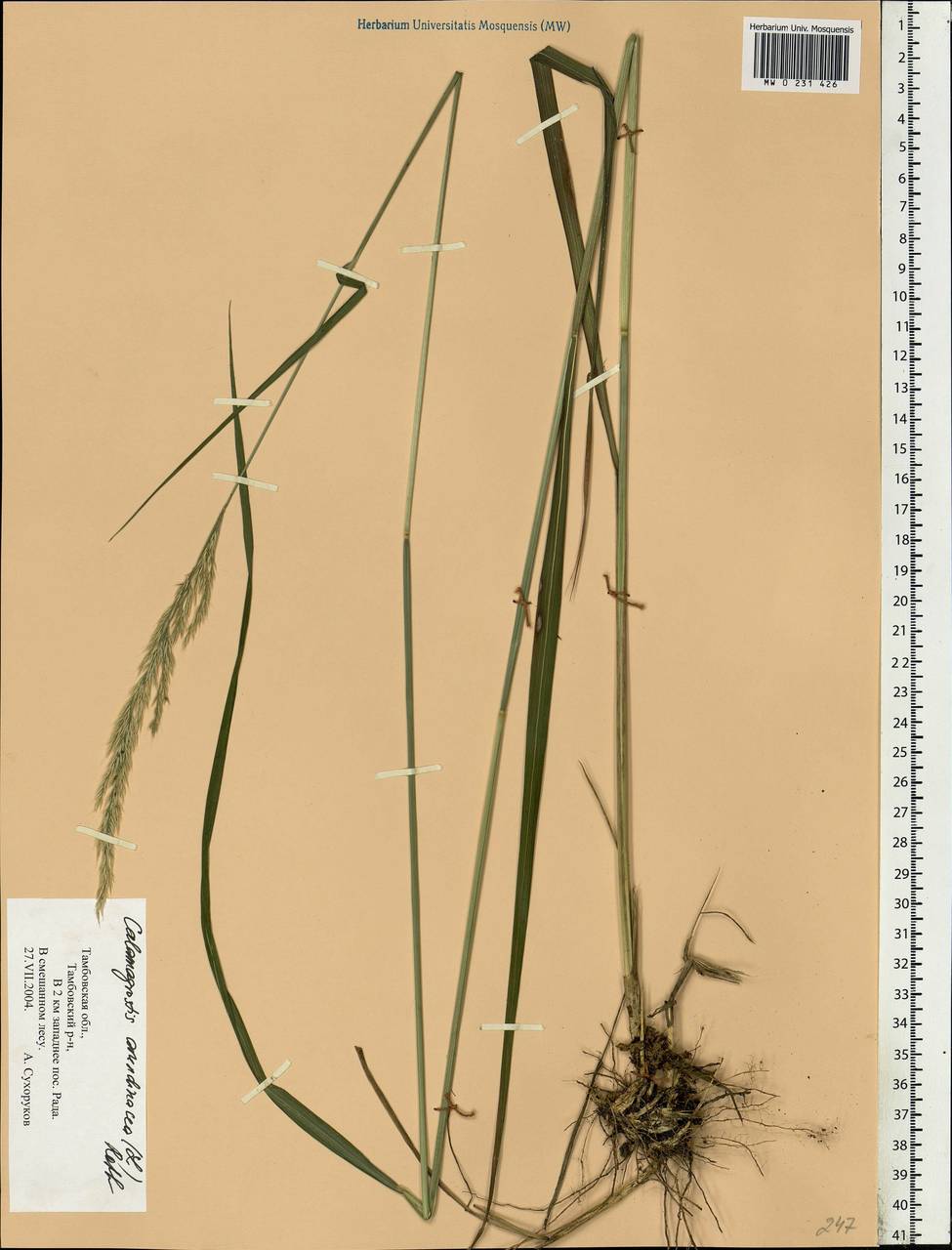 Calamagrostis arundinacea (L.) Roth, Eastern Europe, Central forest-and-steppe region (E6) (Russia)