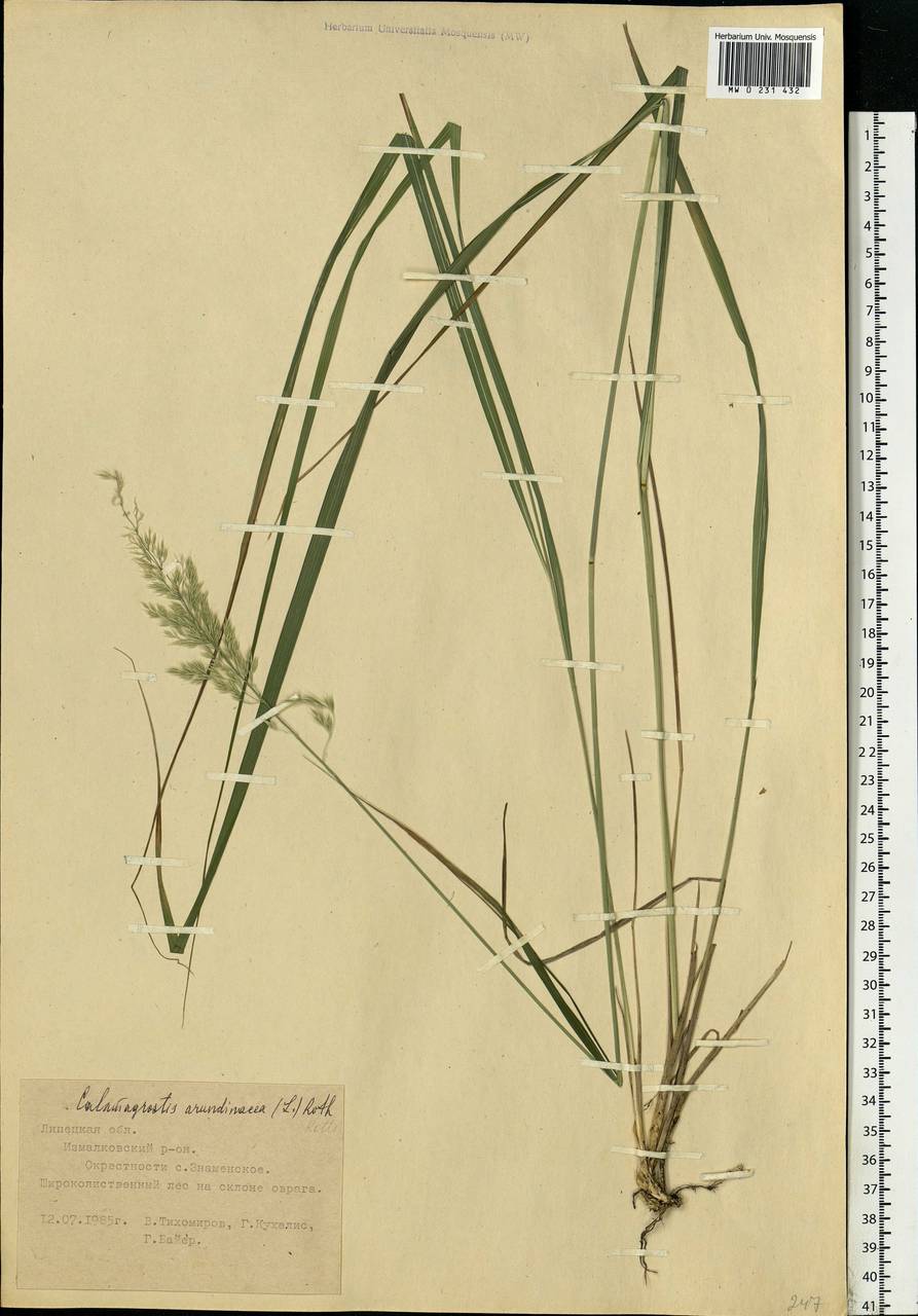 Calamagrostis arundinacea (L.) Roth, Eastern Europe, Central forest-and-steppe region (E6) (Russia)