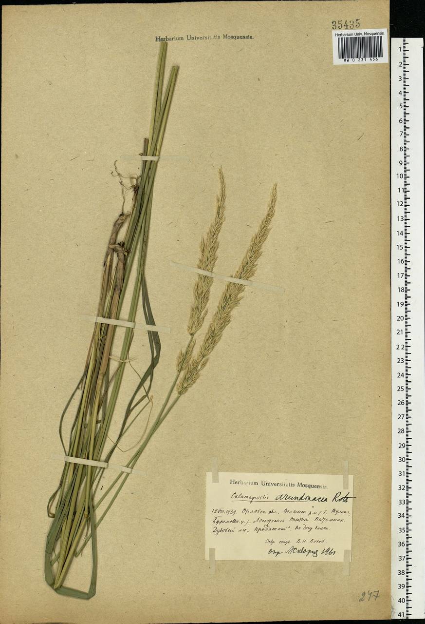 Calamagrostis arundinacea (L.) Roth, Eastern Europe, Central forest-and-steppe region (E6) (Russia)