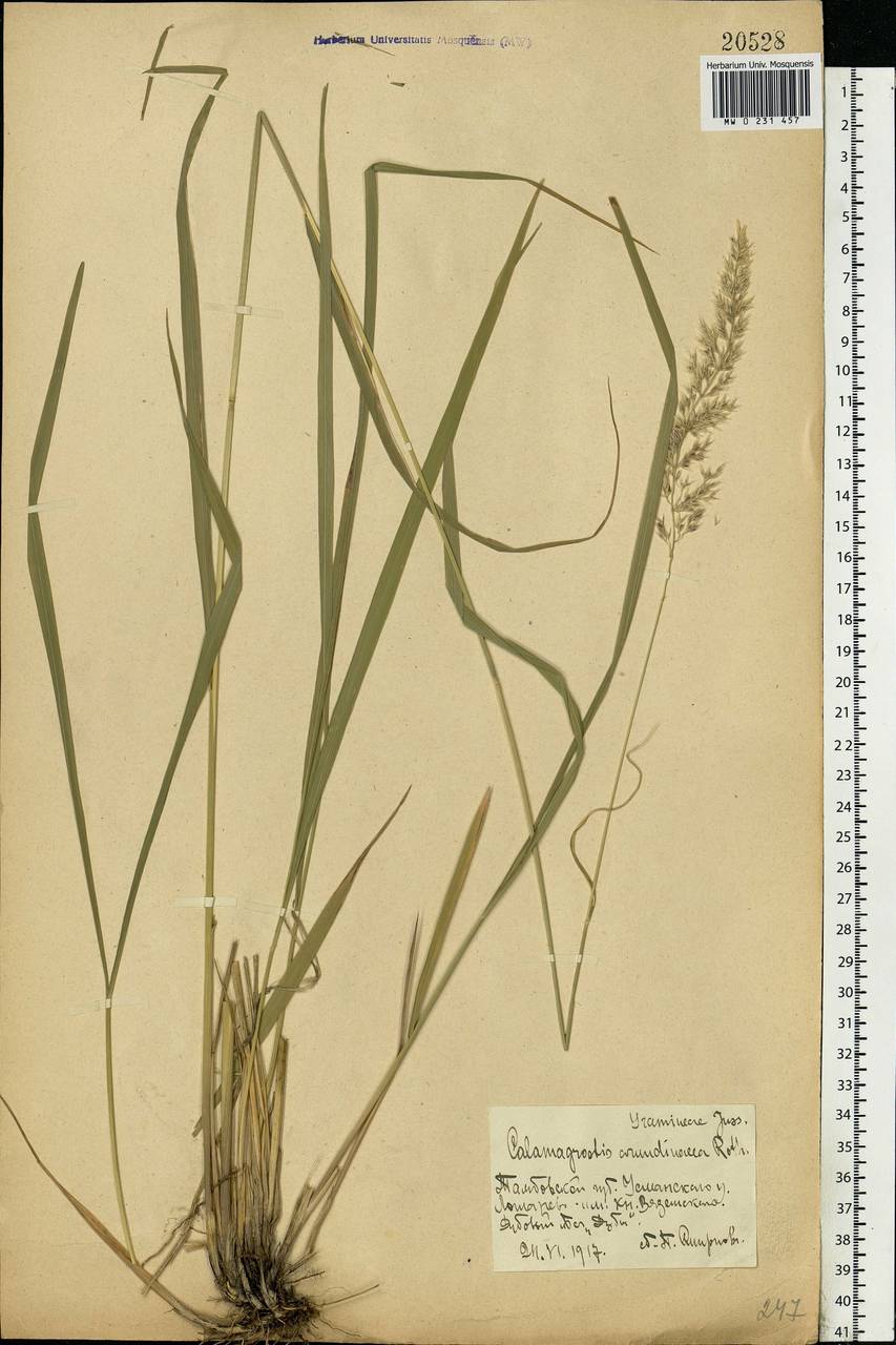 Calamagrostis arundinacea (L.) Roth, Eastern Europe, Central forest-and-steppe region (E6) (Russia)