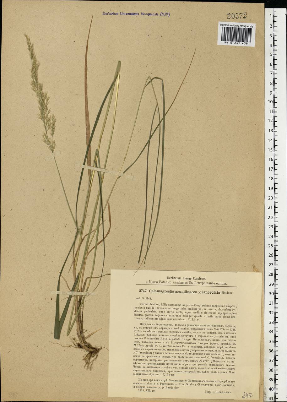 Calamagrostis arundinacea (L.) Roth, Eastern Europe, Volga-Kama region (E7) (Russia)