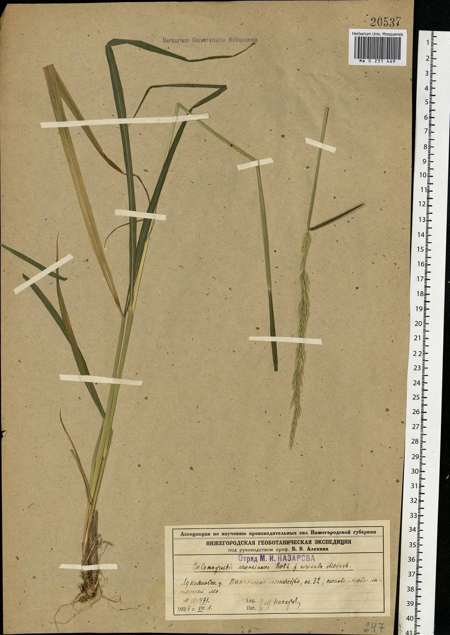 Calamagrostis arundinacea (L.) Roth, Eastern Europe, Volga-Kama region (E7) (Russia)