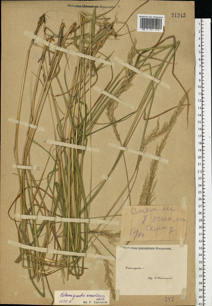 Calamagrostis arundinacea (L.) Roth, Eastern Europe, Volga-Kama region (E7) (Russia)