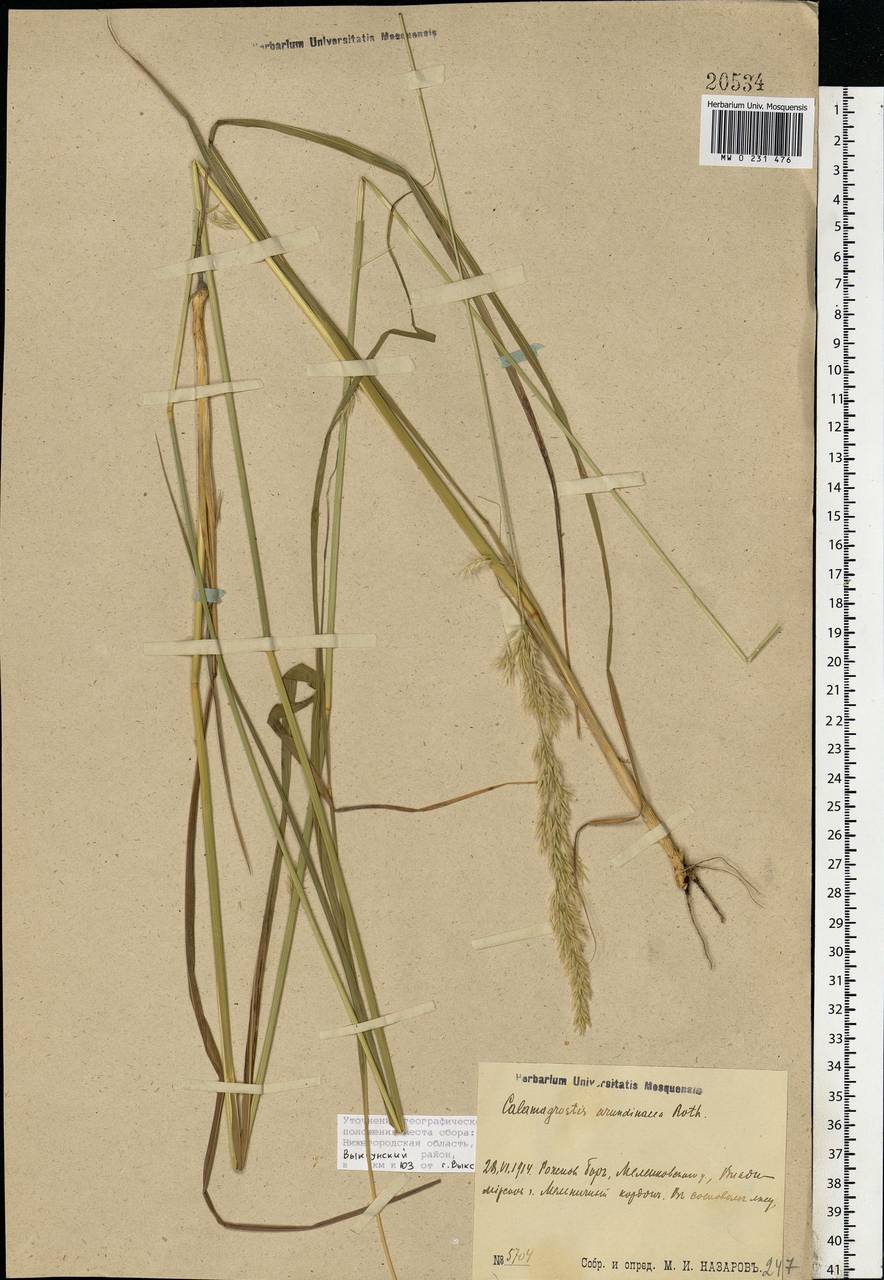 Calamagrostis arundinacea (L.) Roth, Eastern Europe, Volga-Kama region (E7) (Russia)