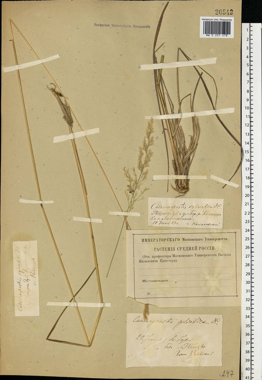Calamagrostis arundinacea (L.) Roth, Eastern Europe, Middle Volga region (E8) (Russia)