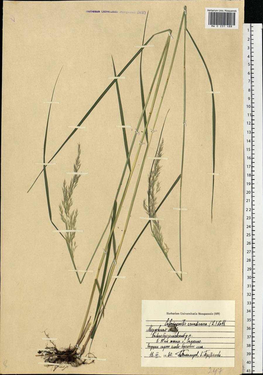 Calamagrostis arundinacea (L.) Roth, Eastern Europe, Middle Volga region (E8) (Russia)