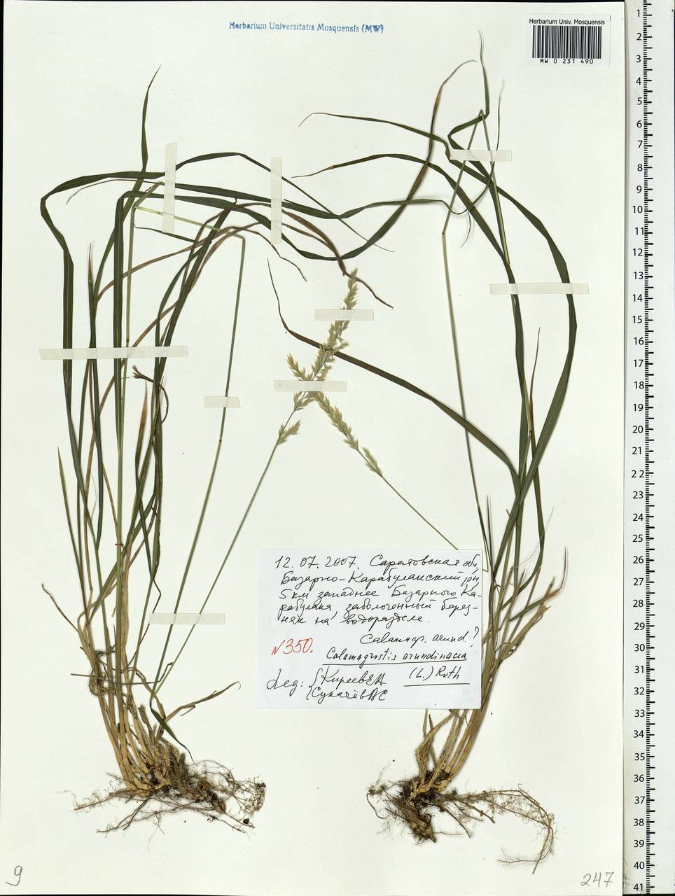 Calamagrostis arundinacea (L.) Roth, Eastern Europe, Lower Volga region (E9) (Russia)