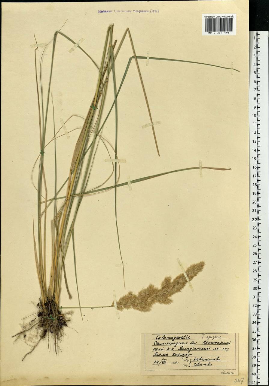 Calamagrostis arundinacea (L.) Roth, Eastern Europe, Lower Volga region (E9) (Russia)