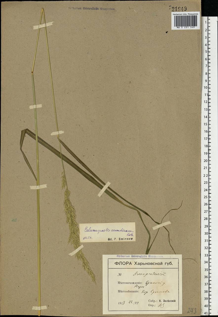 Calamagrostis arundinacea (L.) Roth, Eastern Europe, North Ukrainian region (E11) (Ukraine)