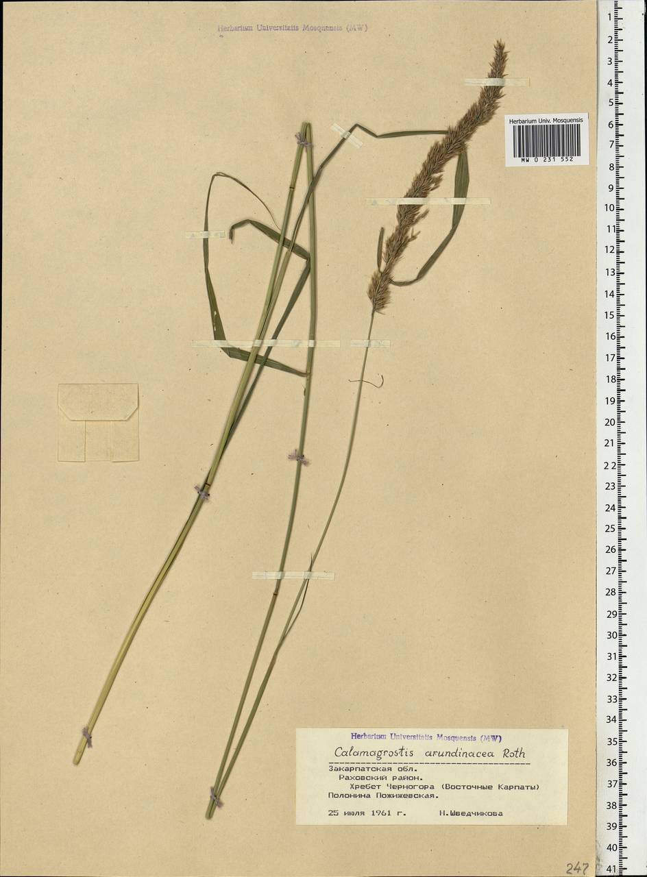 Calamagrostis arundinacea (L.) Roth, Eastern Europe, West Ukrainian region (E13) (Ukraine)