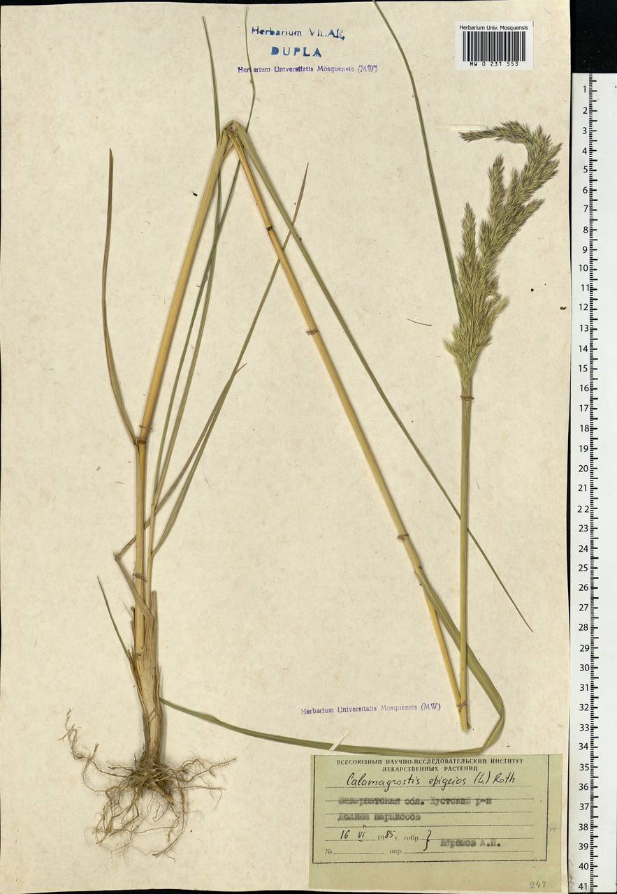 Calamagrostis arundinacea (L.) Roth, Eastern Europe, West Ukrainian region (E13) (Ukraine)