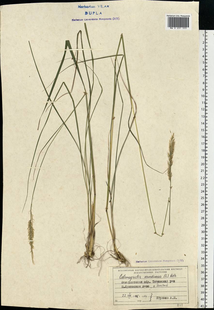 Calamagrostis arundinacea (L.) Roth, Eastern Europe, West Ukrainian region (E13) (Ukraine)