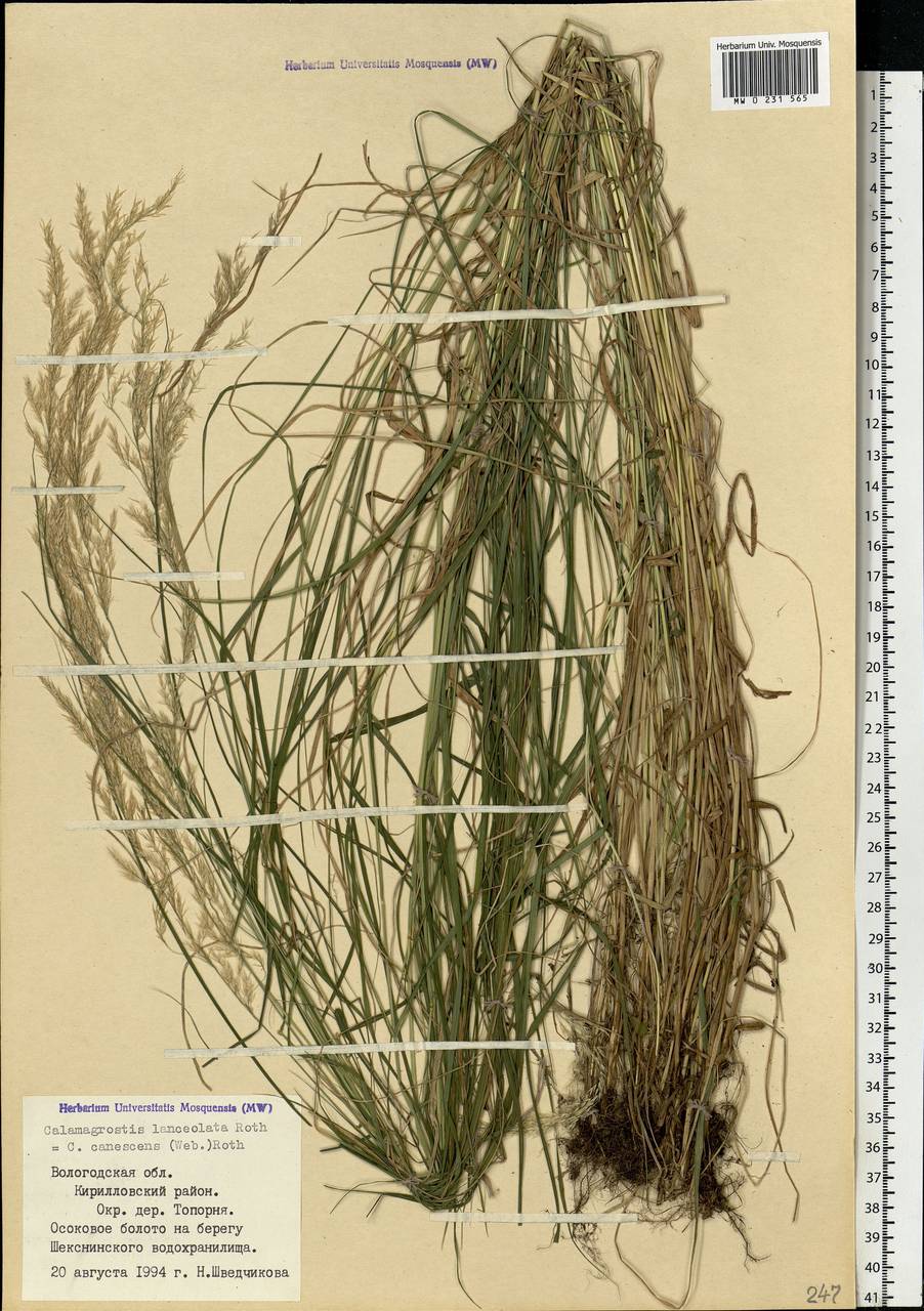 Calamagrostis canescens (Weber) Roth, Eastern Europe, Northern region (E1) (Russia)