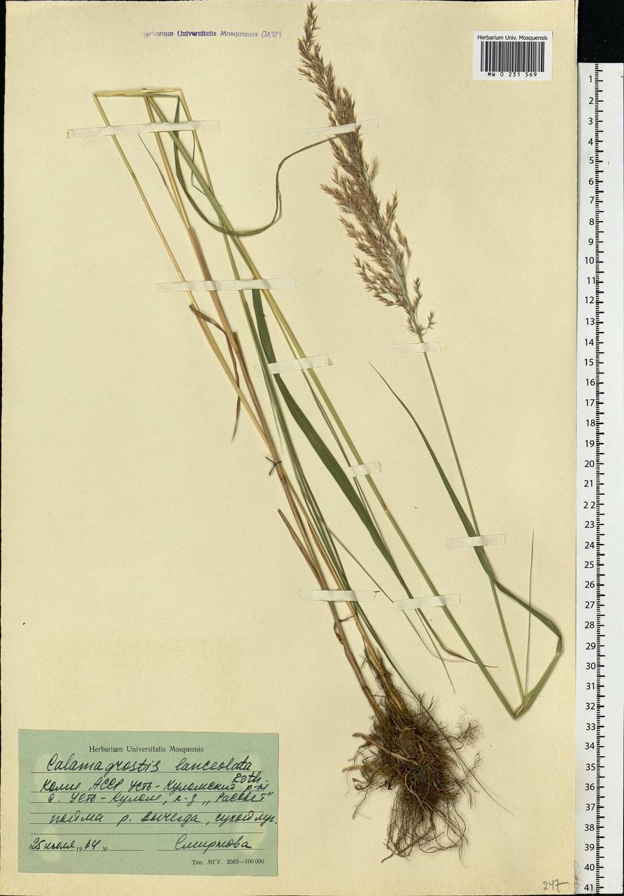Calamagrostis canescens (Weber) Roth, Eastern Europe, Northern region (E1) (Russia)