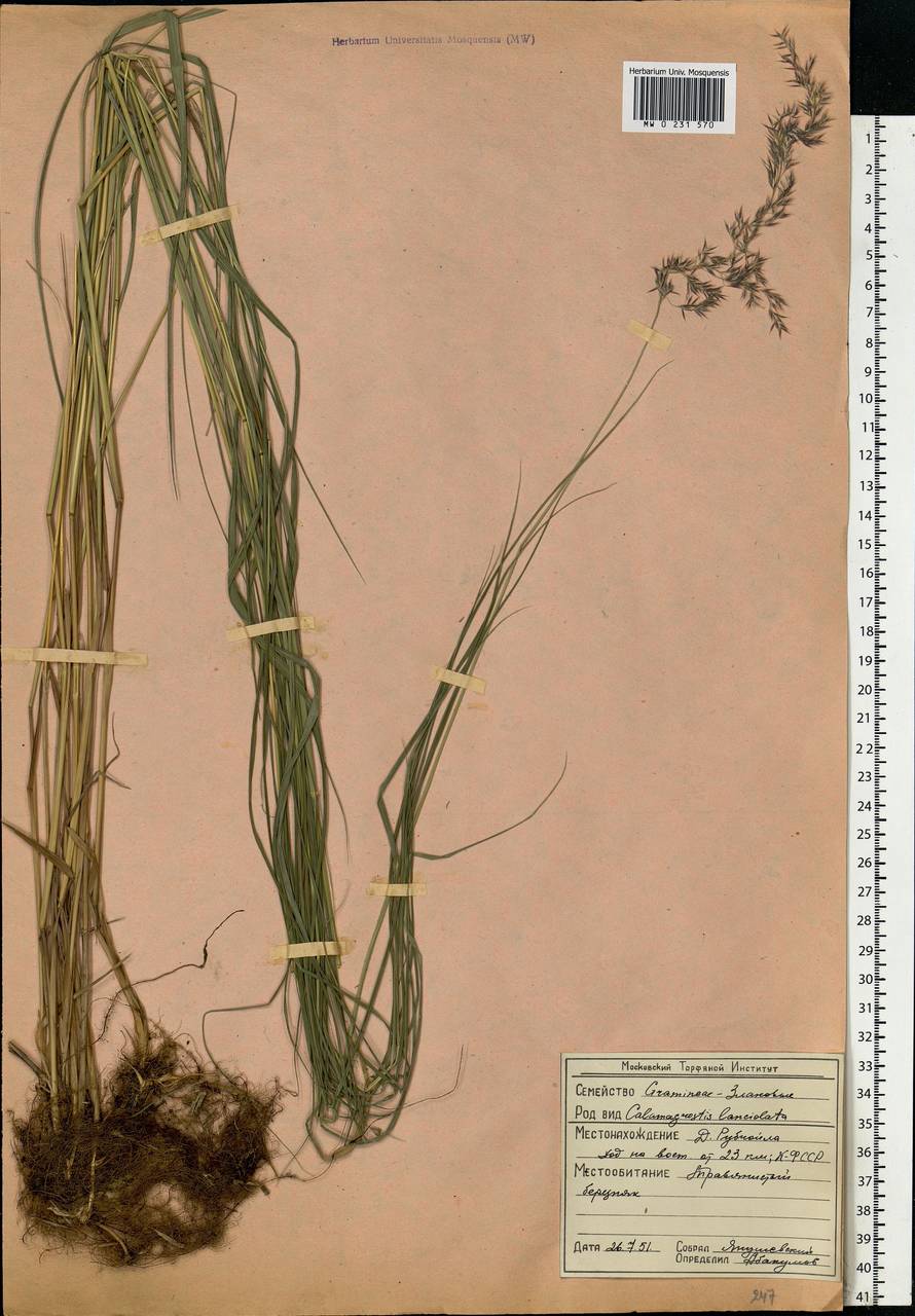 Calamagrostis canescens (Weber) Roth, Eastern Europe, Northern region (E1) (Russia)