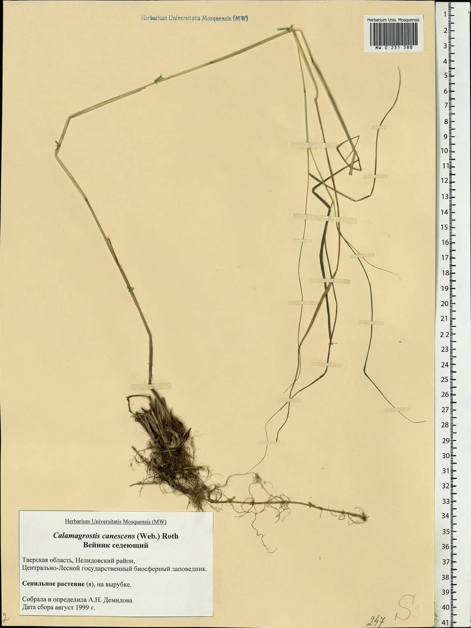 Calamagrostis canescens (Weber) Roth, Eastern Europe, North-Western region (E2) (Russia)