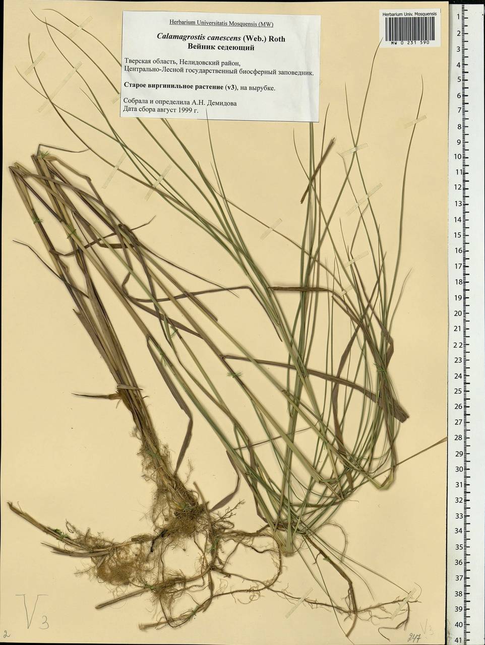 Calamagrostis canescens (Weber) Roth, Eastern Europe, North-Western region (E2) (Russia)