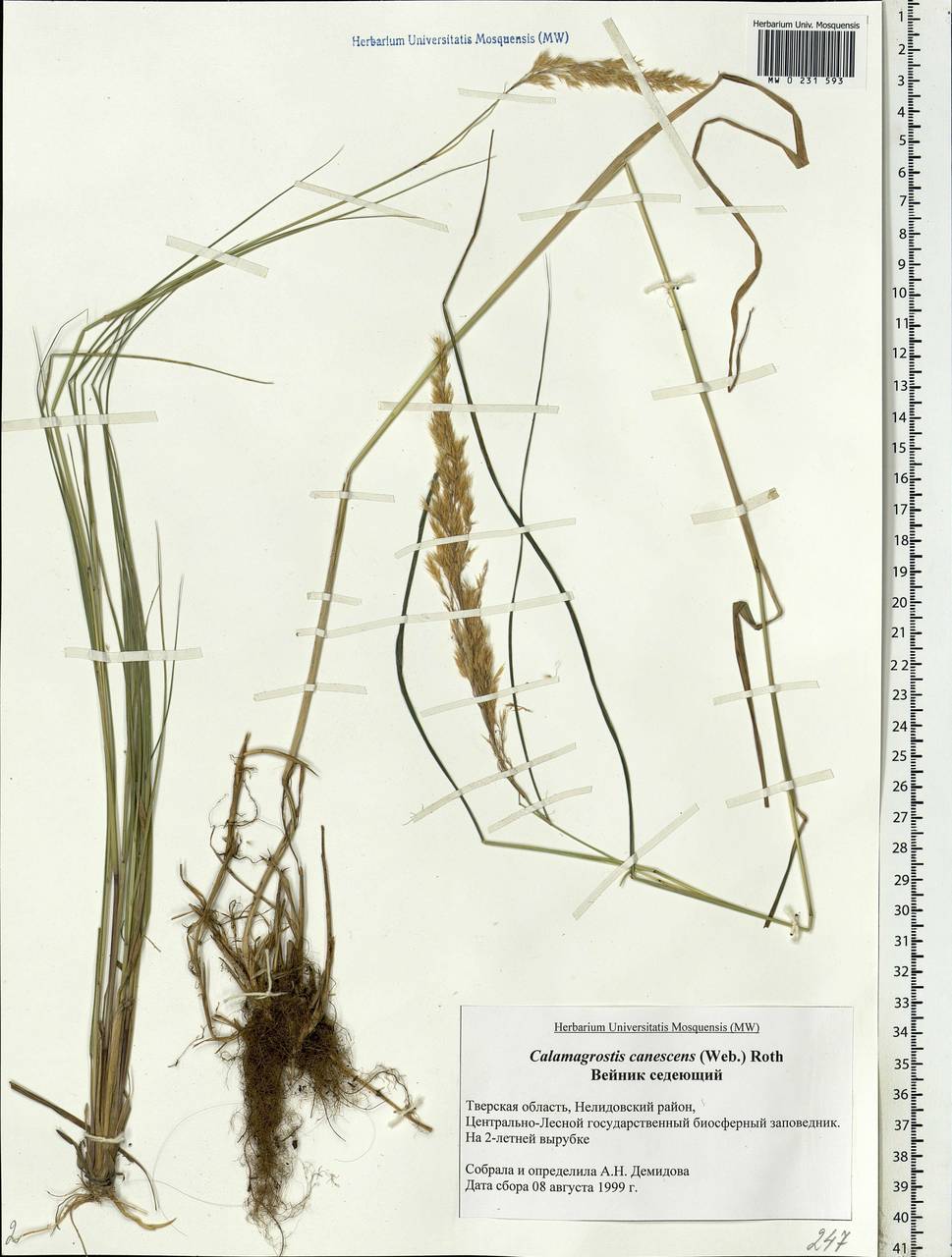 Calamagrostis canescens (Weber) Roth, Eastern Europe, North-Western region (E2) (Russia)