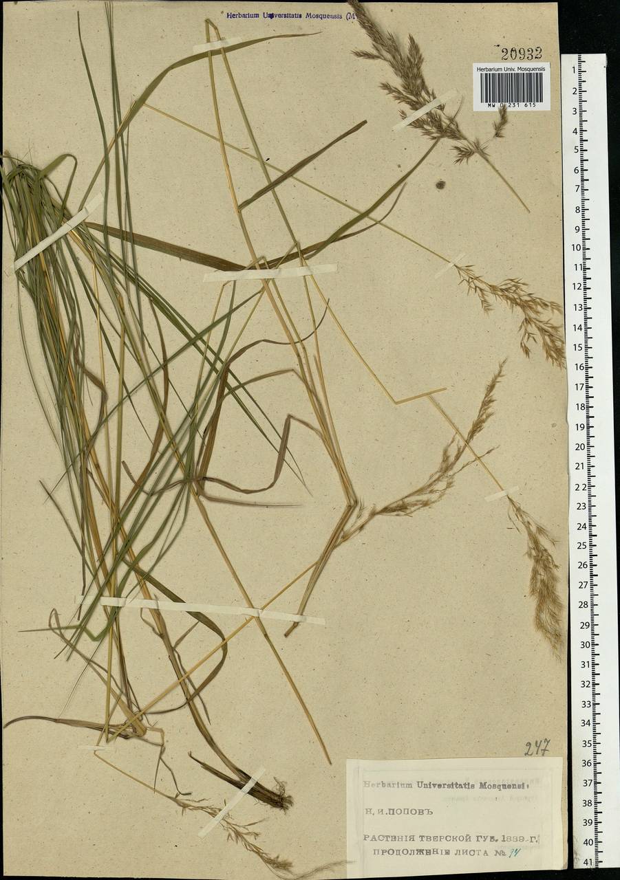 Calamagrostis canescens (Weber) Roth, Eastern Europe, North-Western region (E2) (Russia)