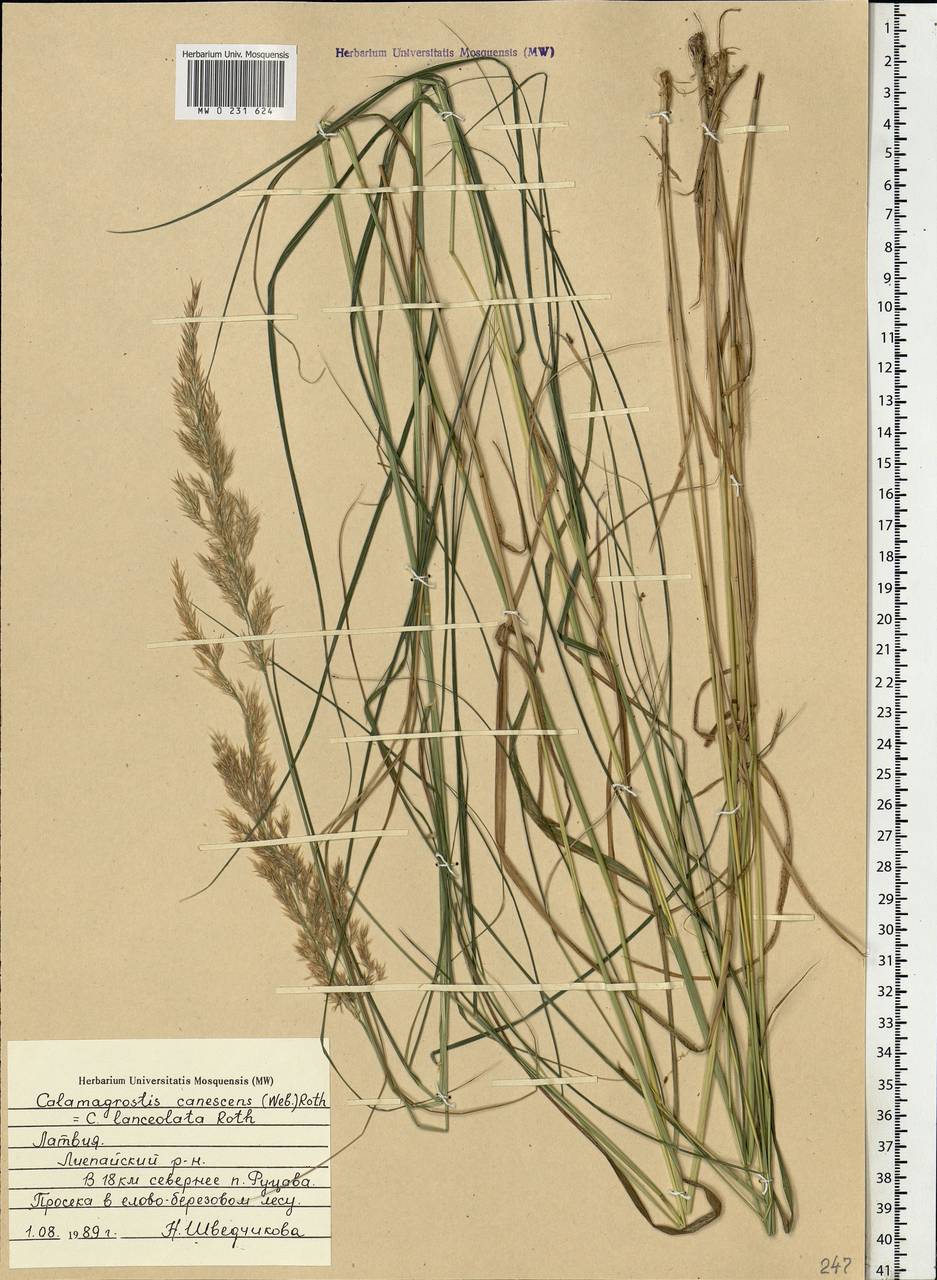 Calamagrostis canescens (Weber) Roth, Eastern Europe, Latvia (E2b) (Latvia)