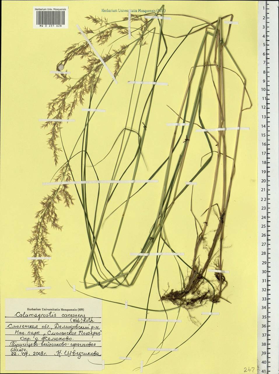 Calamagrostis canescens (Weber) Roth, Eastern Europe, Western region (E3) (Russia)