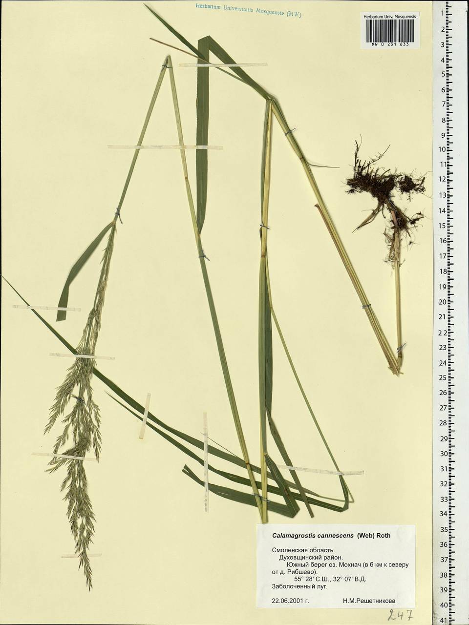 Calamagrostis canescens (Weber) Roth, Eastern Europe, Western region (E3) (Russia)