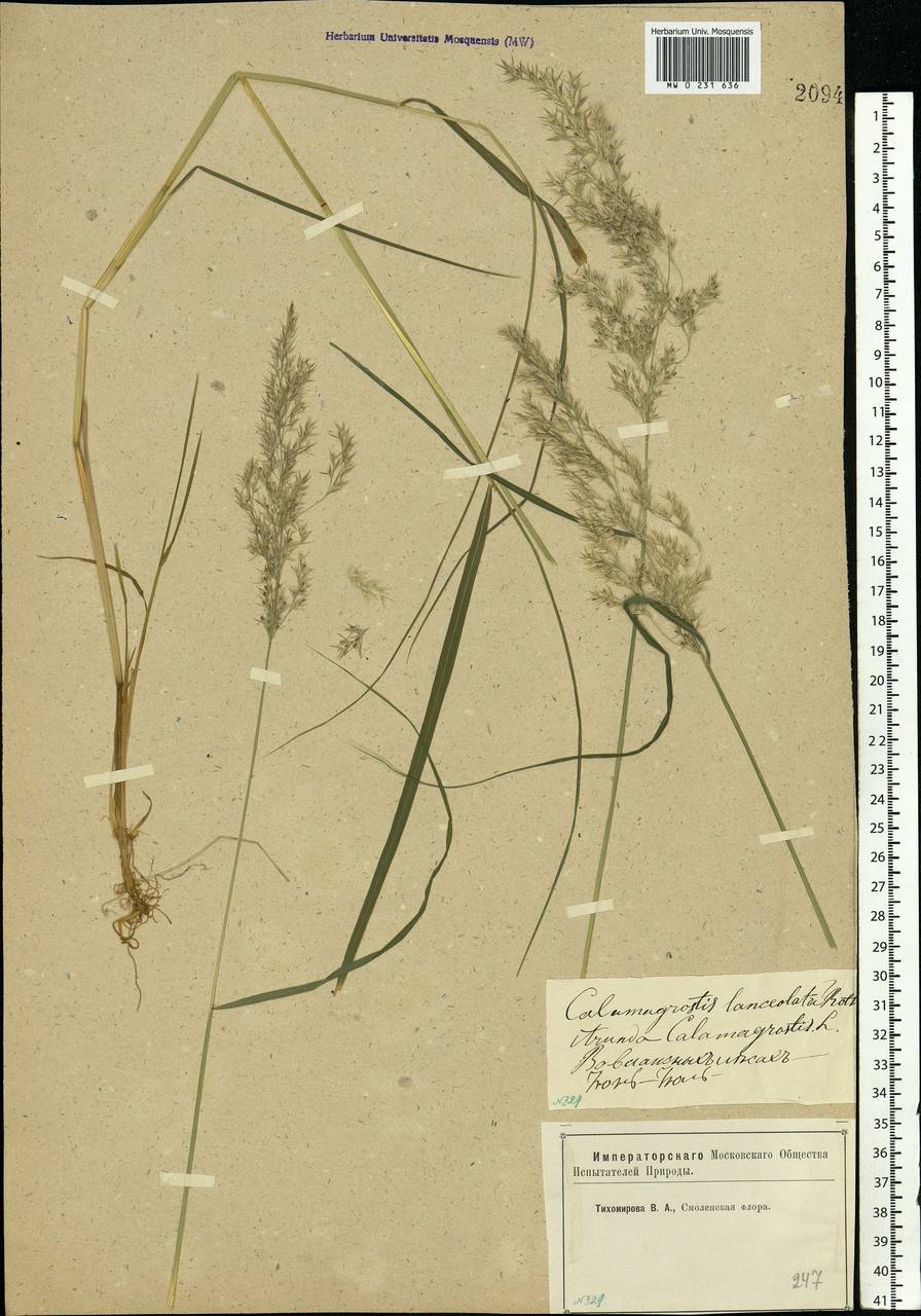 Calamagrostis canescens (Weber) Roth, Eastern Europe, Western region (E3) (Russia)