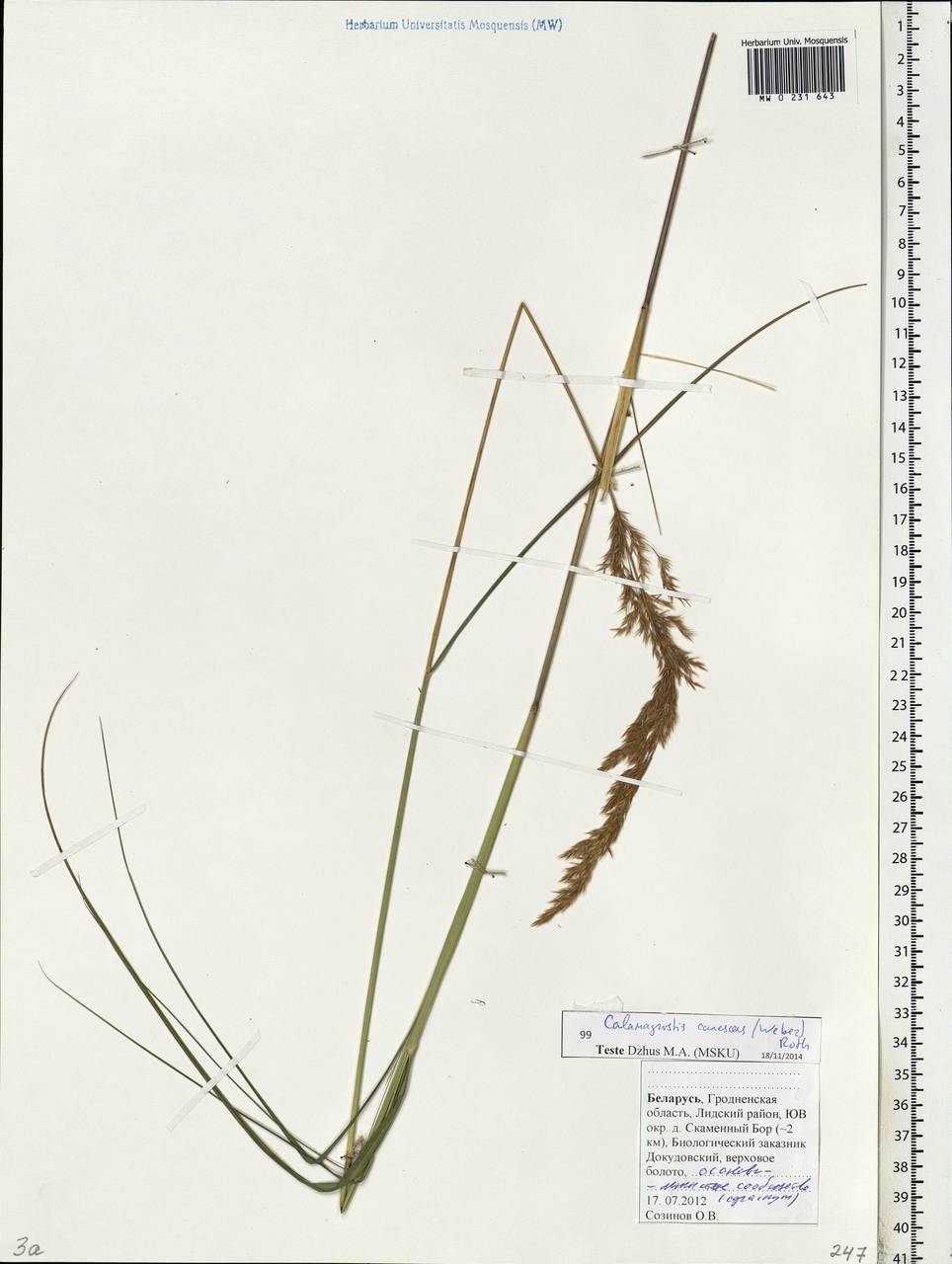Calamagrostis canescens (Weber) Roth, Eastern Europe, Belarus (E3a) (Belarus)