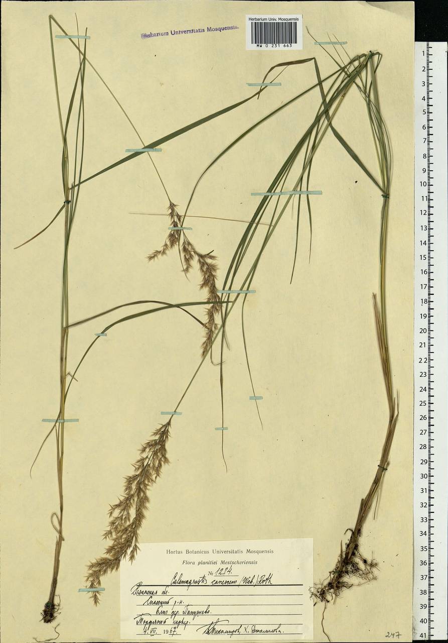 Calamagrostis canescens (Weber) Roth, Eastern Europe, Central region (E4) (Russia)