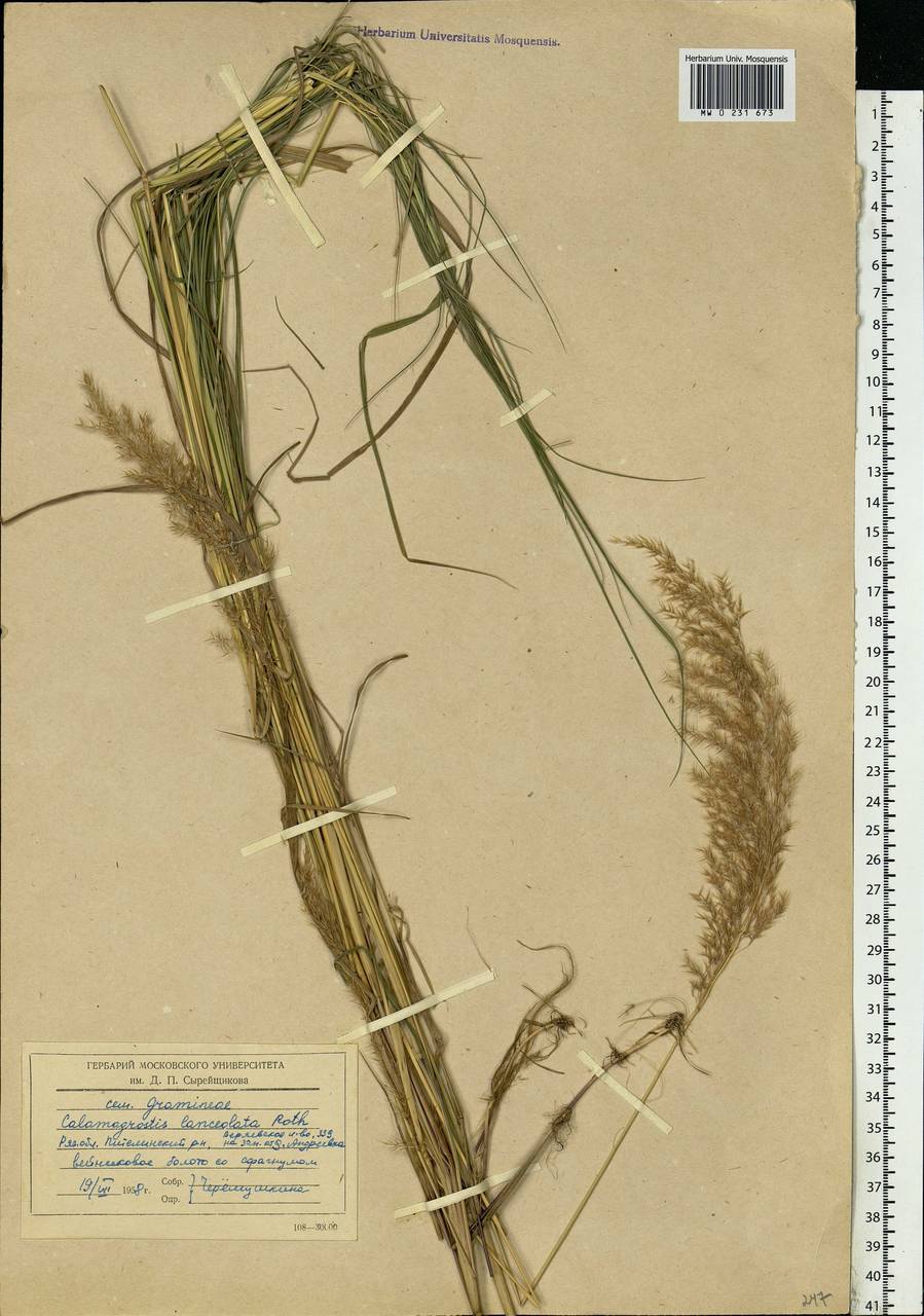 Calamagrostis canescens (Weber) Roth, Eastern Europe, Central region (E4) (Russia)