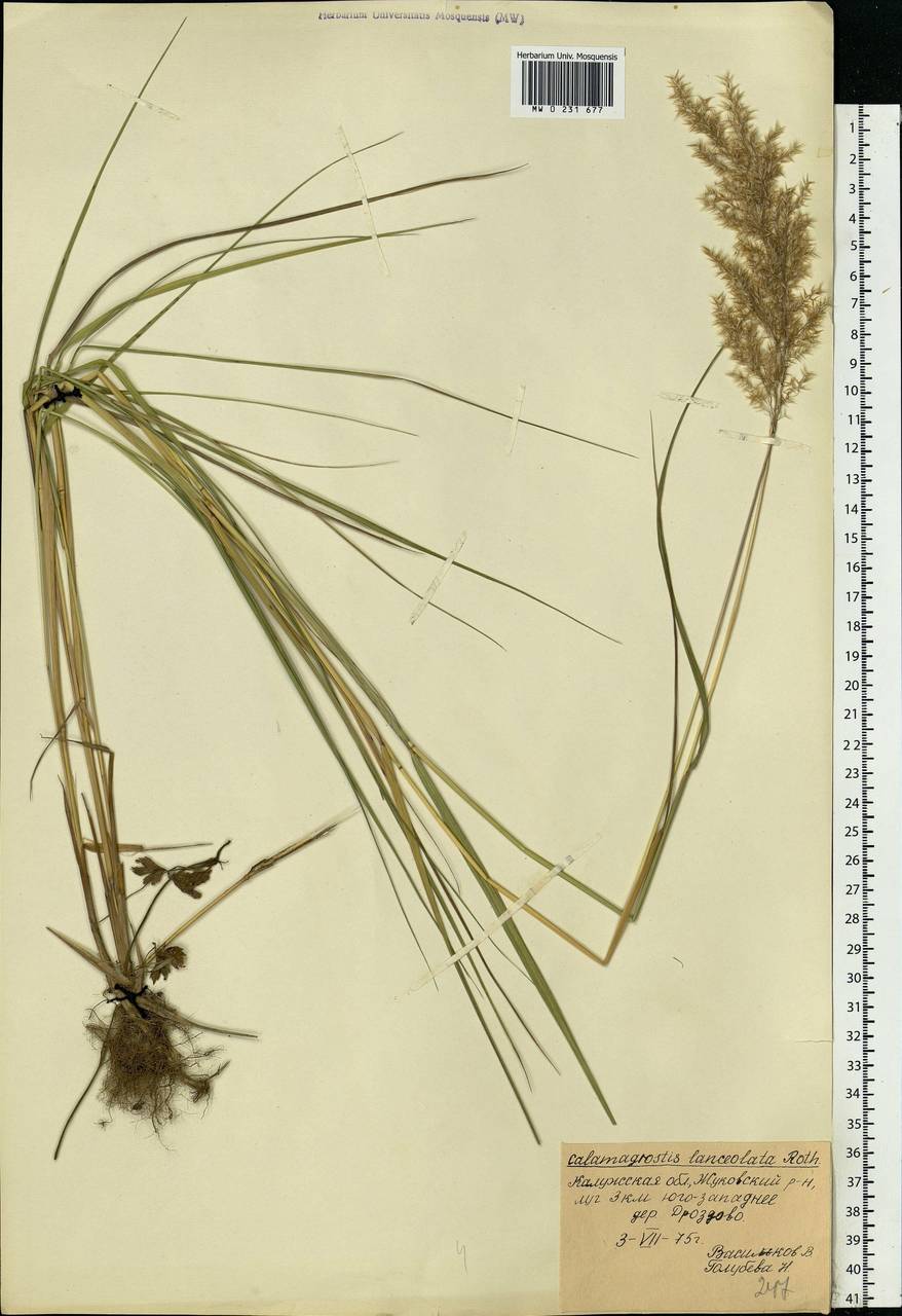 Calamagrostis canescens (Weber) Roth, Eastern Europe, Central region (E4) (Russia)