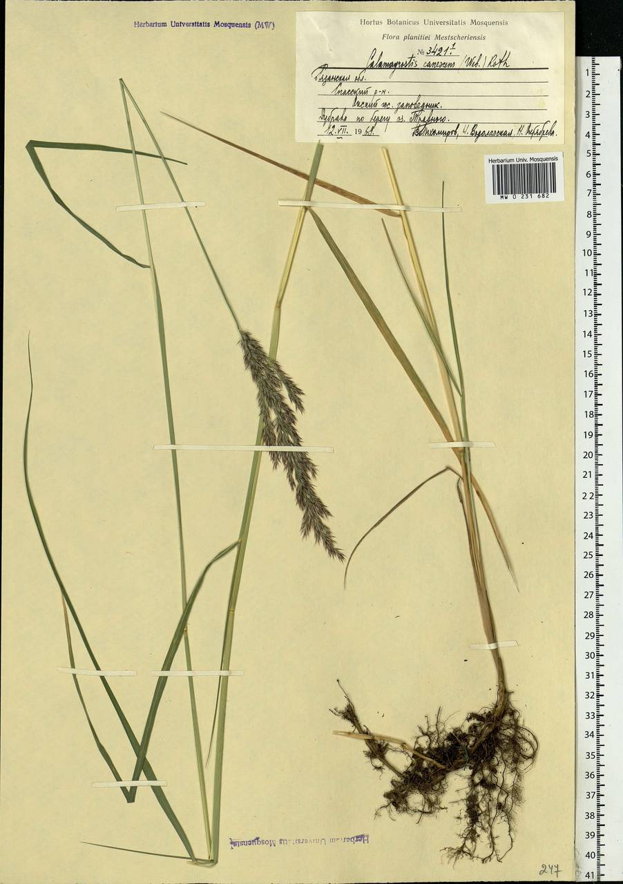 Calamagrostis canescens (Weber) Roth, Eastern Europe, Central region (E4) (Russia)