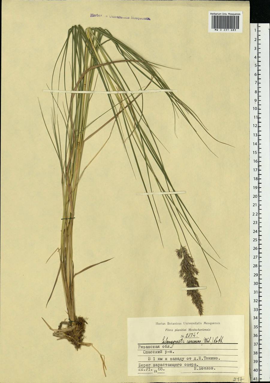 Calamagrostis canescens (Weber) Roth, Eastern Europe, Central region (E4) (Russia)